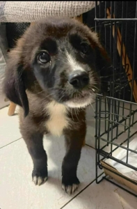 Paloma Zorro Dogsavior Dez25 4