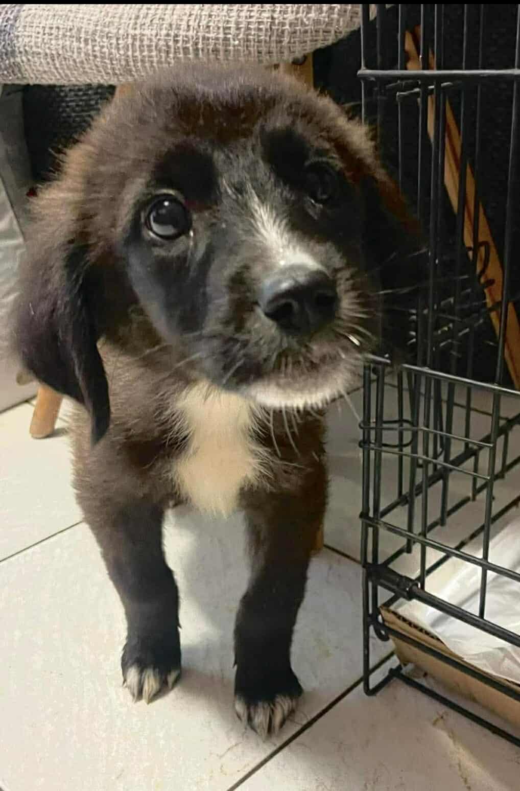 Paloma Zorro Dogsavior Dez25 4