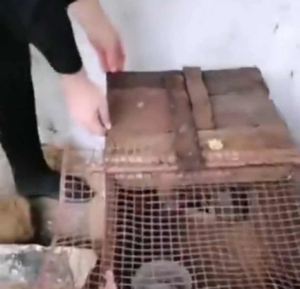 Paloma Zorro Dogsavior Dez25 5