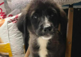 Paloma Zorro Dogsavior Dez25 Beitragsbild