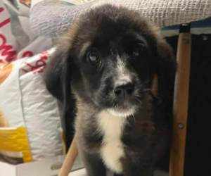 Paloma Zorro Dogsavior Dez25 Beitragsbild