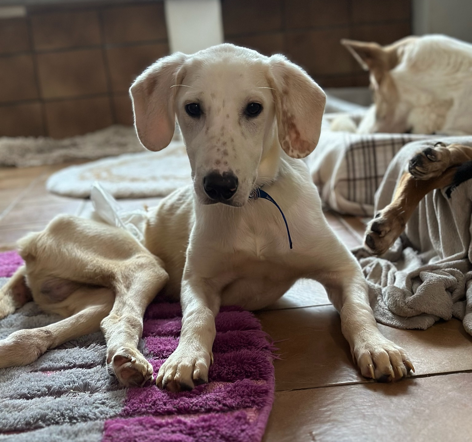 Paris Zorro Dogsavior Dez25 1