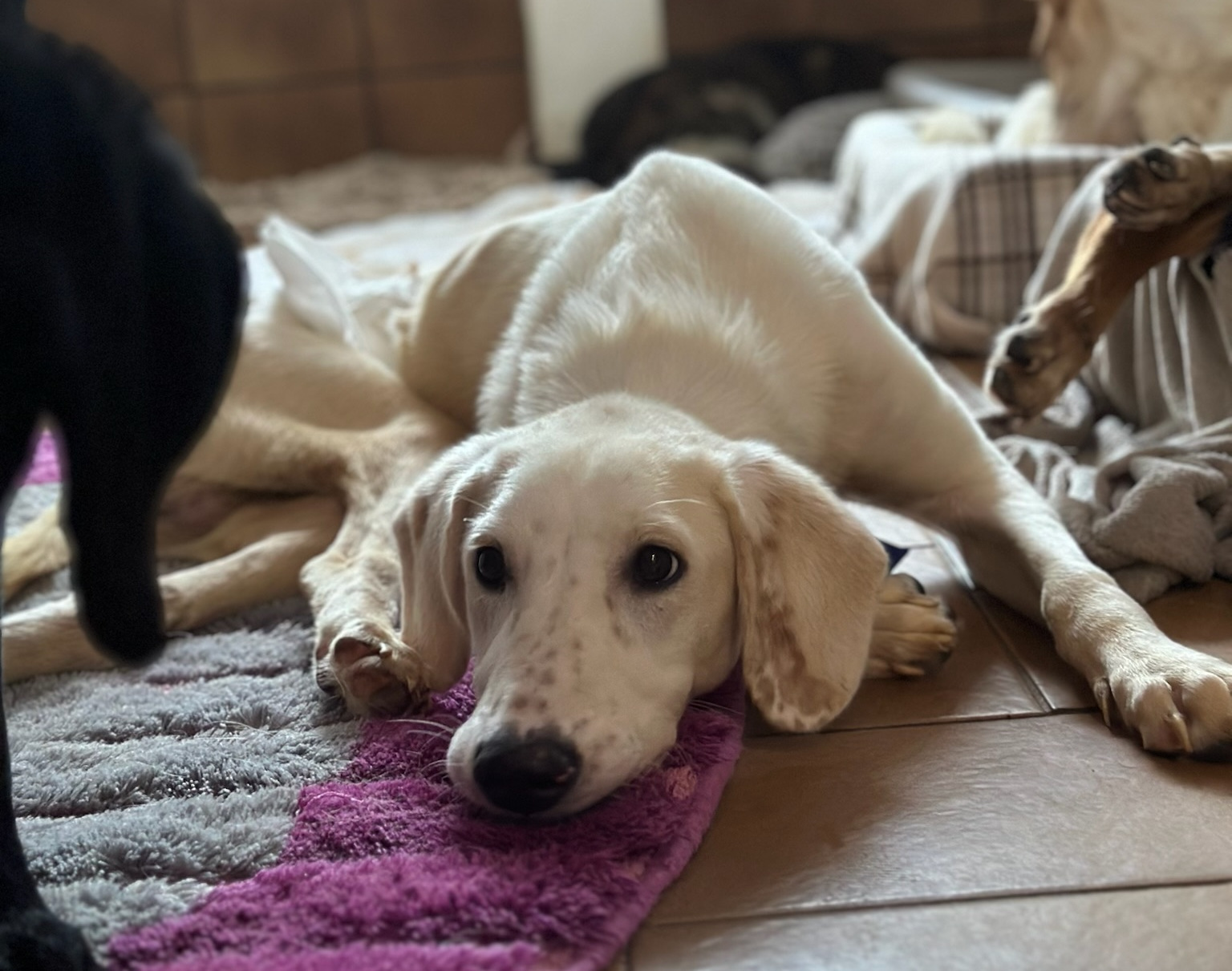 Paris Zorro Dogsavior Dez25 2