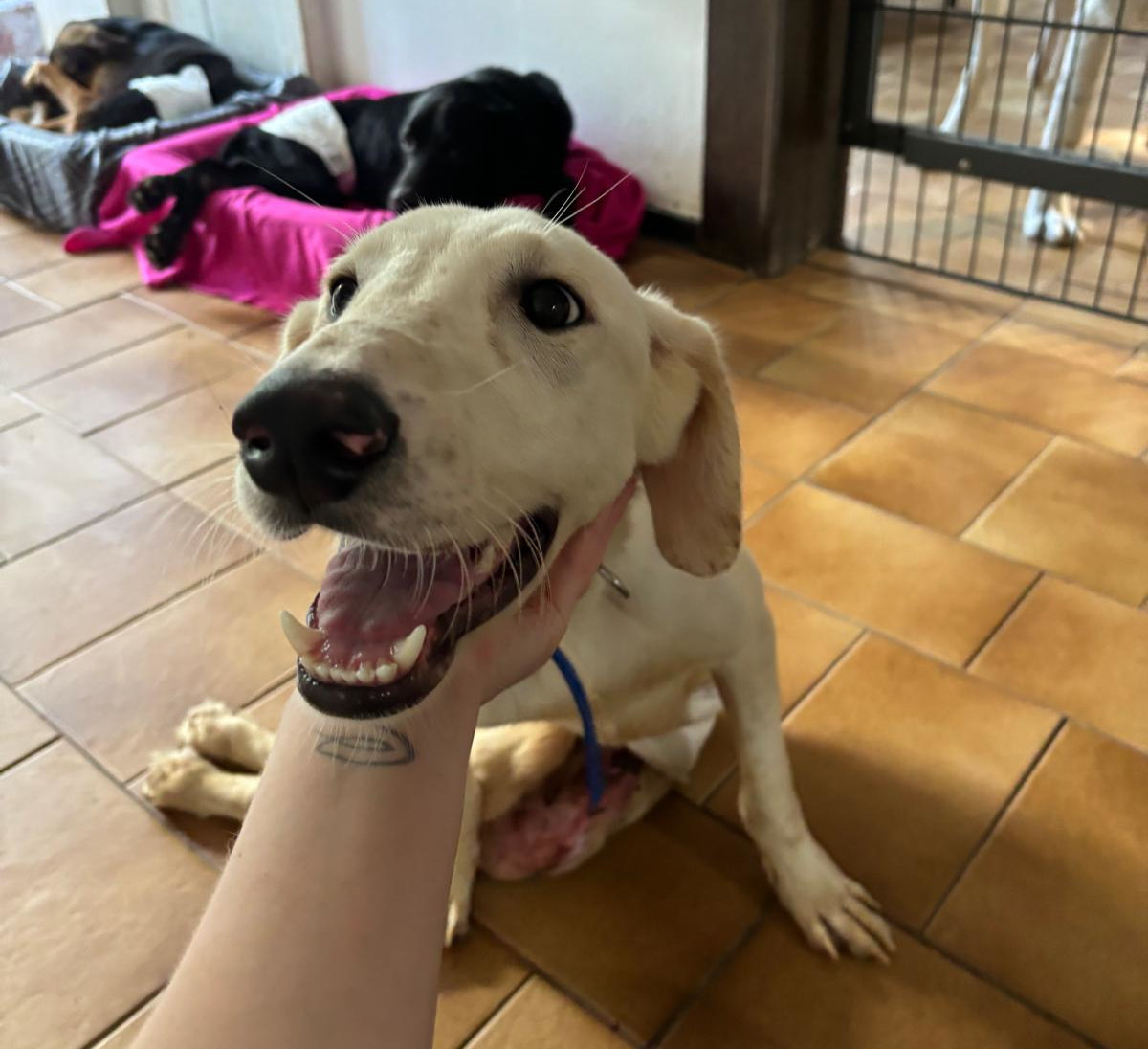 Paris Zorro Dogsavior Dez25 3