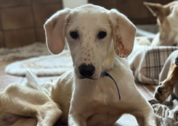 Paris Zorro Dogsavior Dez25 Beitragsbild