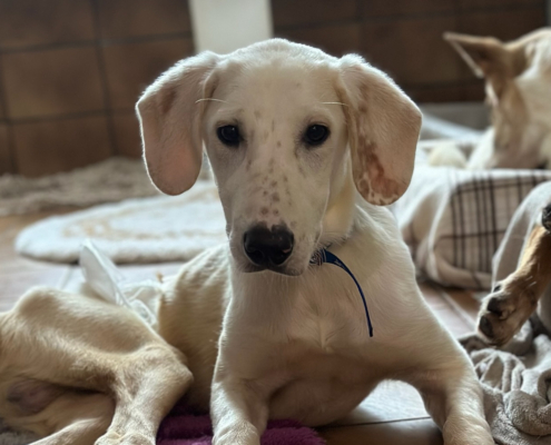 Paris Zorro Dogsavior Dez25 Beitragsbild