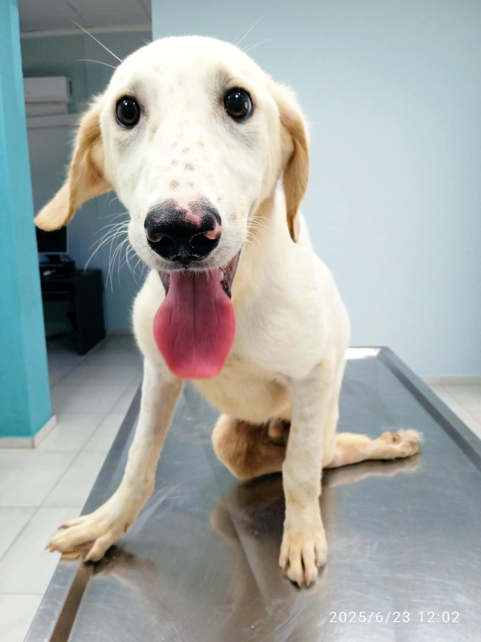 Paris Zorro Dogsavior Jun25 1