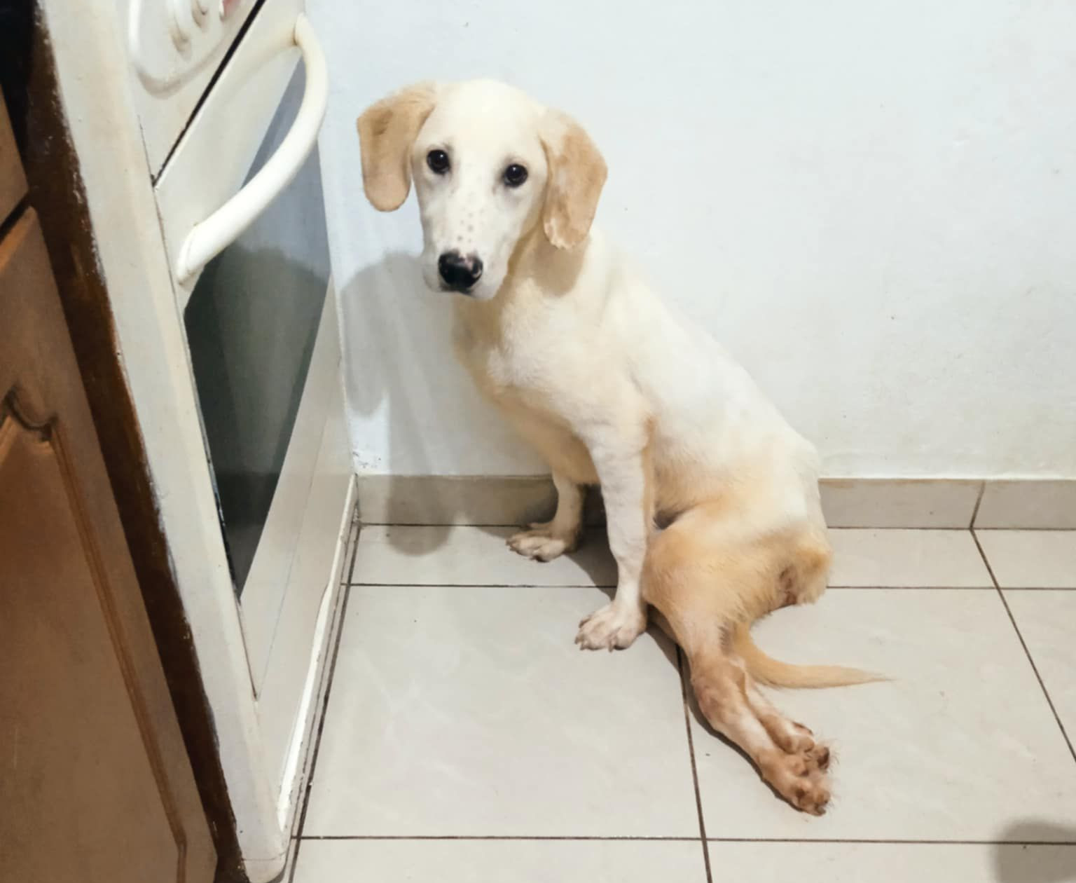 Paris Zorro Dogsavior Jun25 3