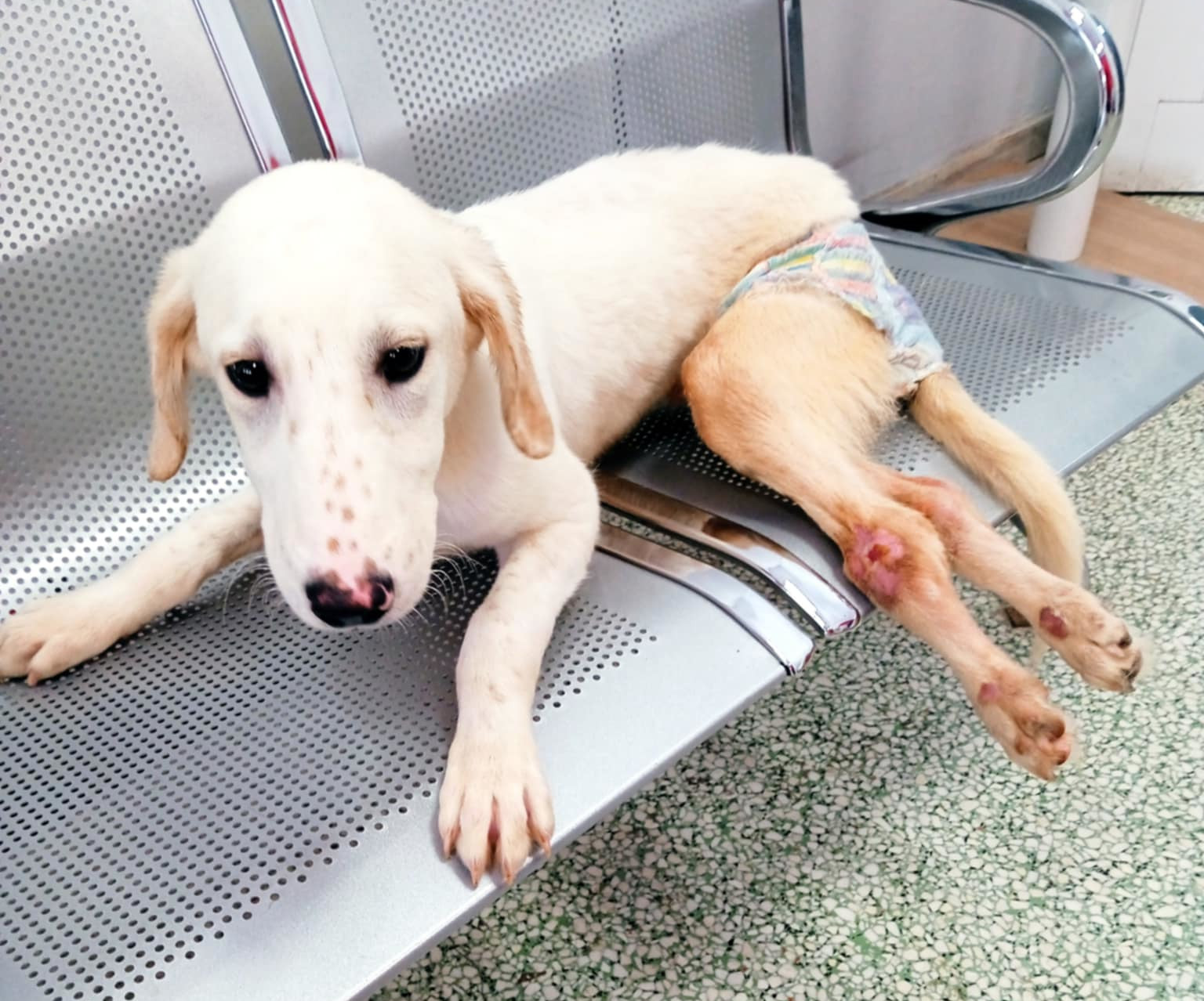 Paris Zorro Dogsavior Jun25 4