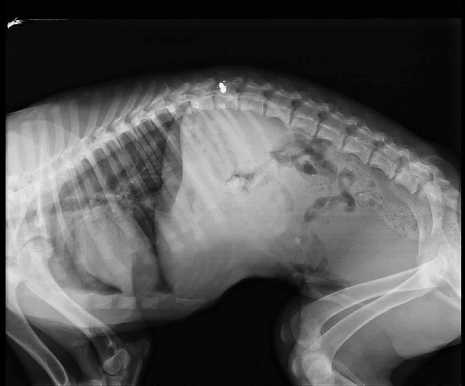 Paris Zorro Dogsavior Jun25 5