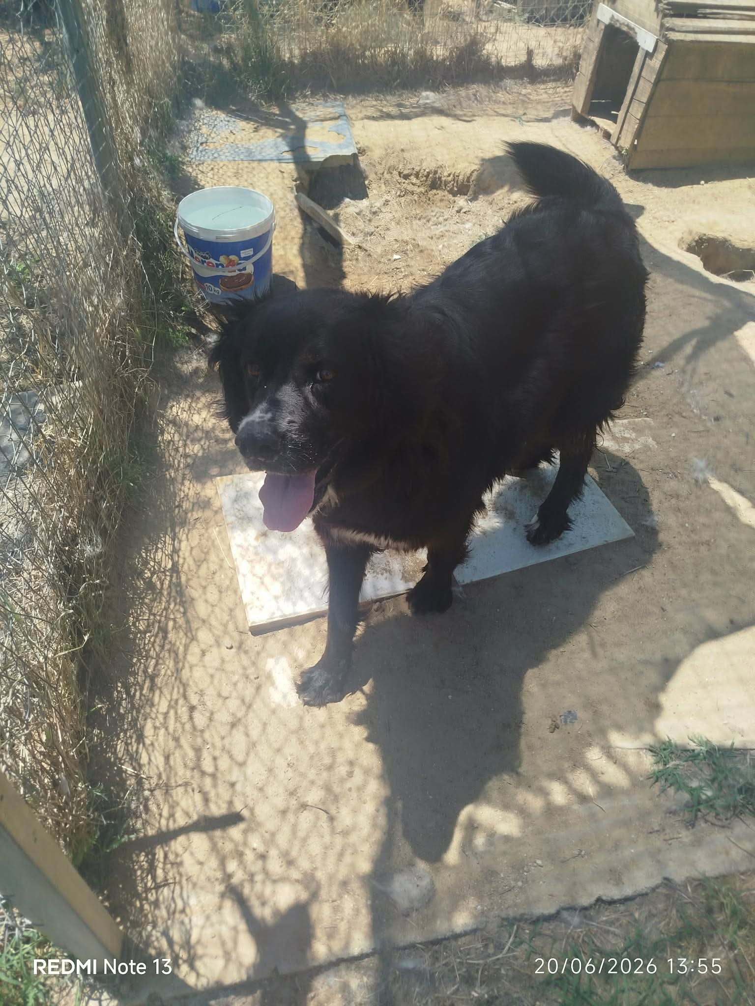 Sandy Zorro Dogsavior Aug26 1