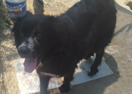 Sandy Zorro Dogsavior Aug26 1 Beitragsbild