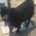 Sandy Zorro Dogsavior Aug26 1 Beitragsbild