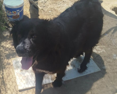 Sandy Zorro Dogsavior Aug26 1 Beitragsbild