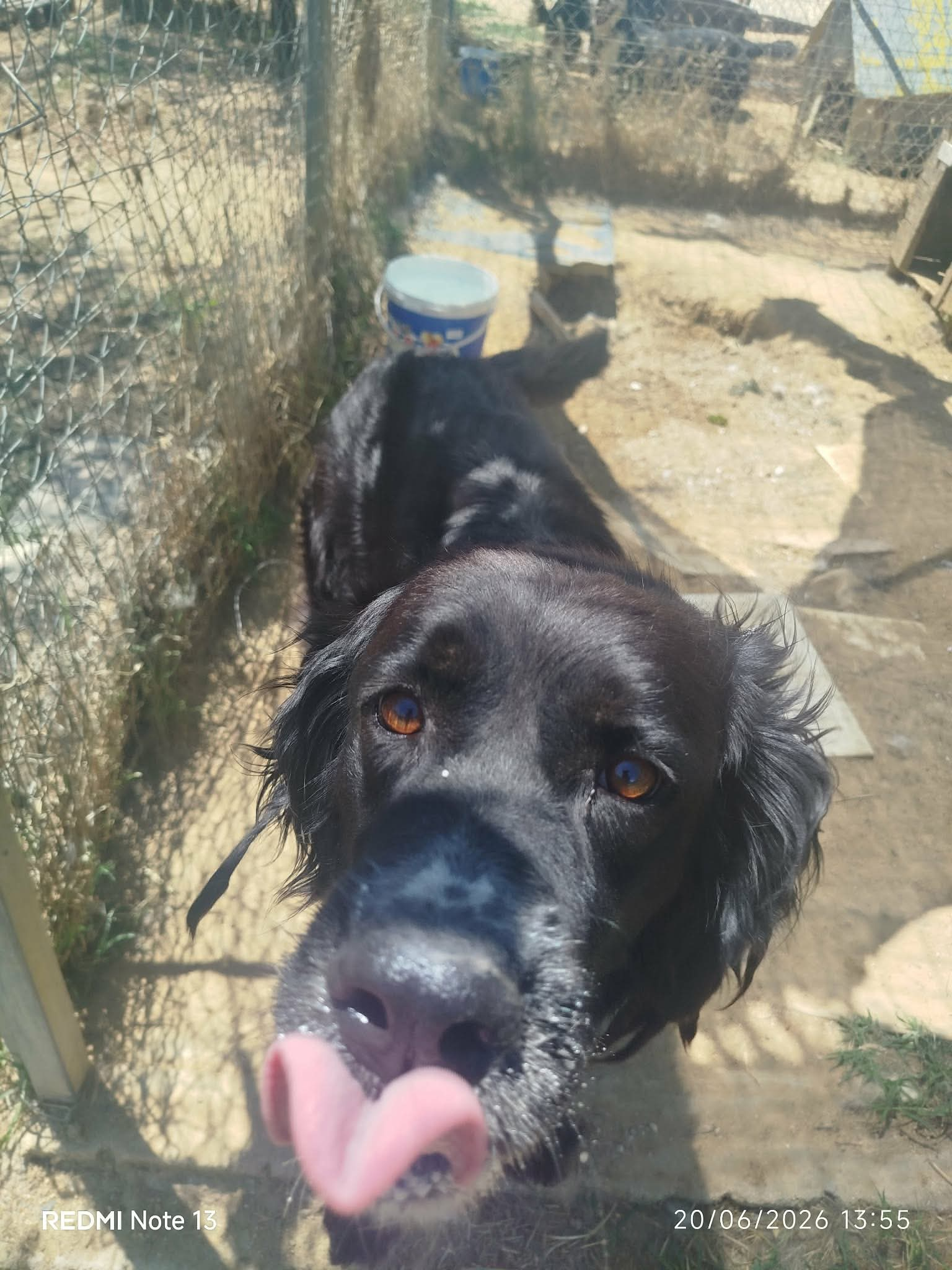 Sandy Zorro Dogsavior Aug26 2