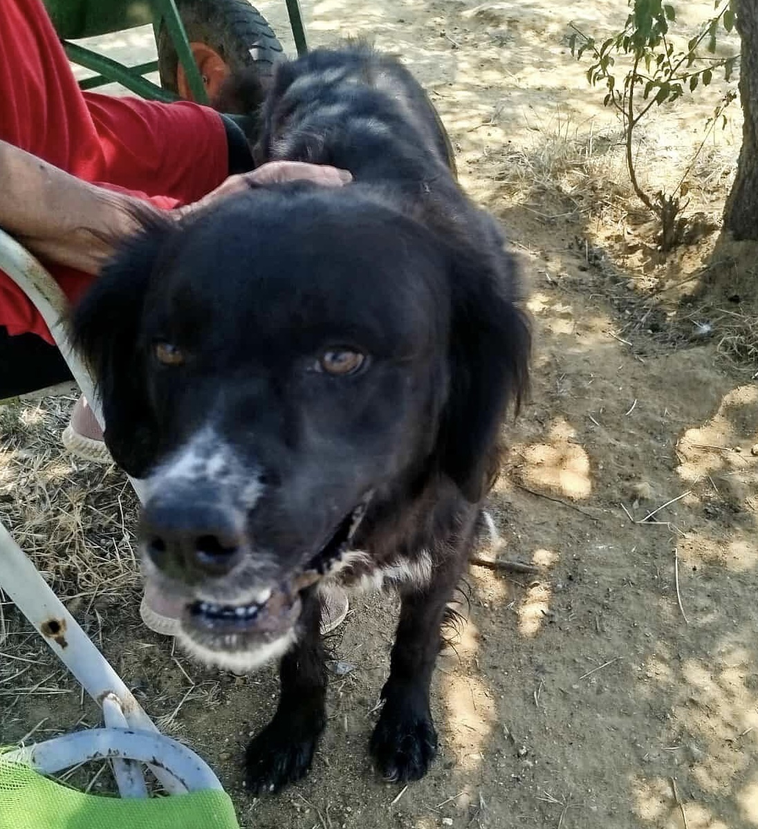 Sandy Zorro Dogsavior Nov25 1