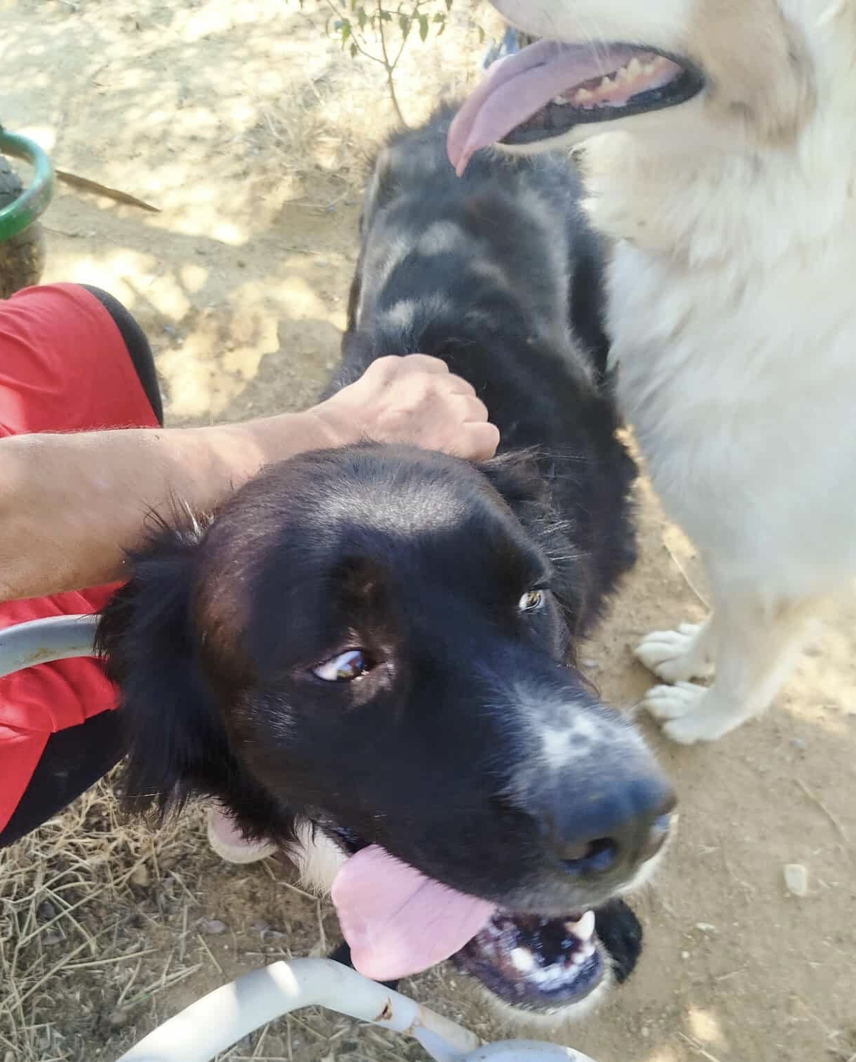 Sandy Zorro Dogsavior Nov25 2