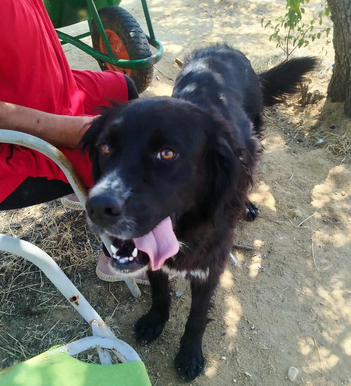 Sandy Zorro Dogsavior Nov25 3