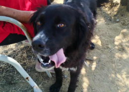 Sandy Zorro Dogsavior Nov25 Beitragsbild