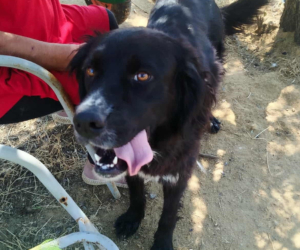 Sandy Zorro Dogsavior Nov25 Beitragsbild