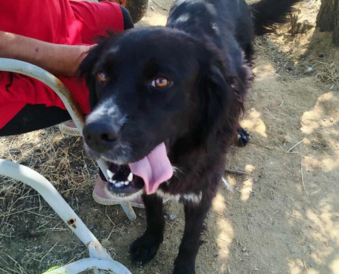 Sandy Zorro Dogsavior Nov25 Beitragsbild