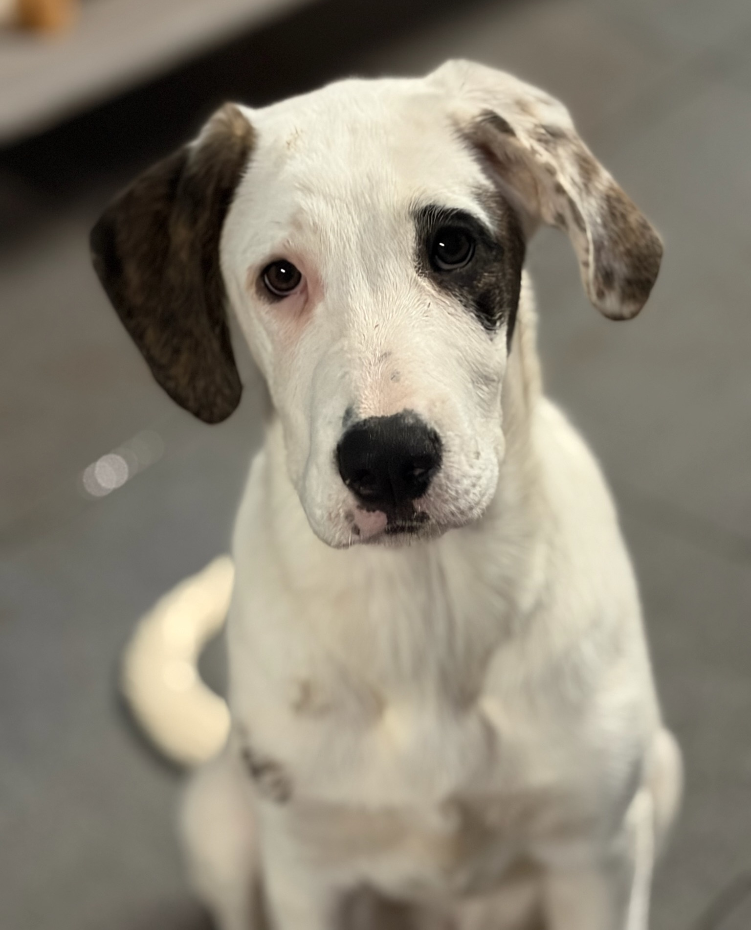 Schubi Zorro Dogsavior Dez25 3