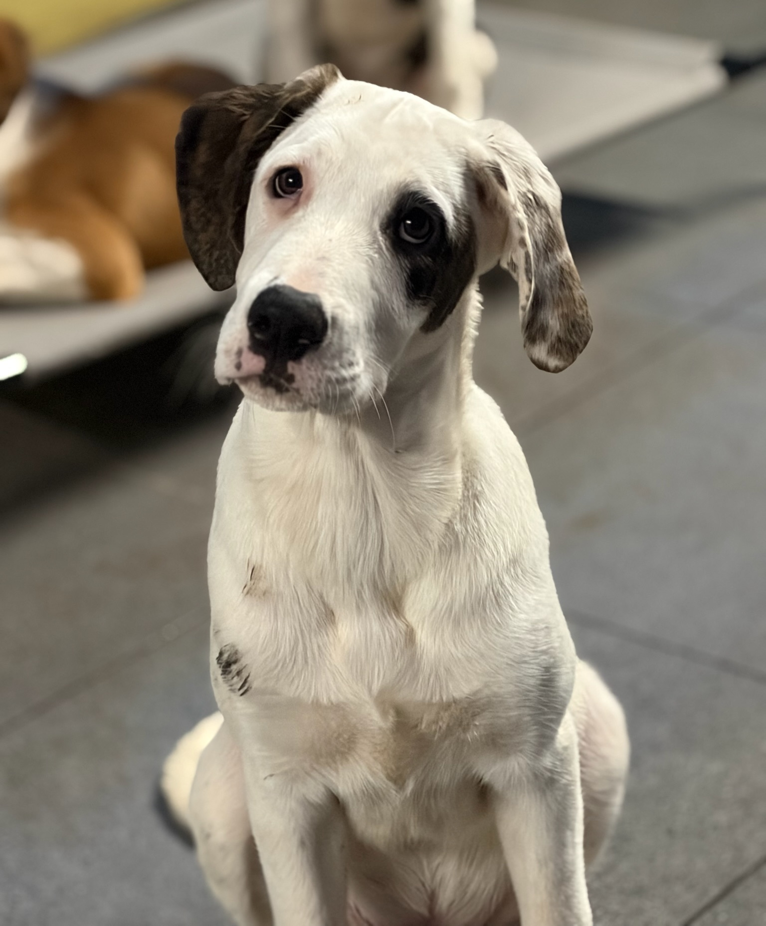 Schubi Zorro Dogsavior Dez25 4