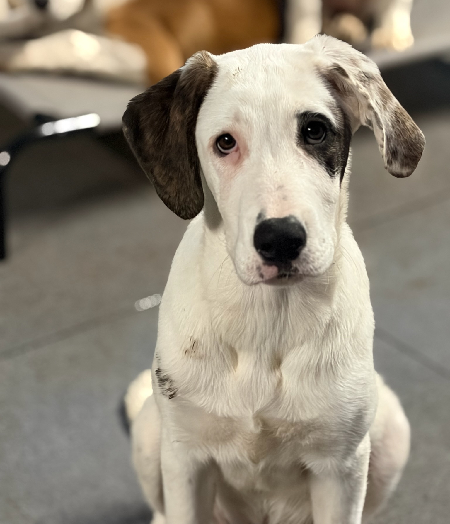 Schubi Zorro Dogsavior Dez25 5