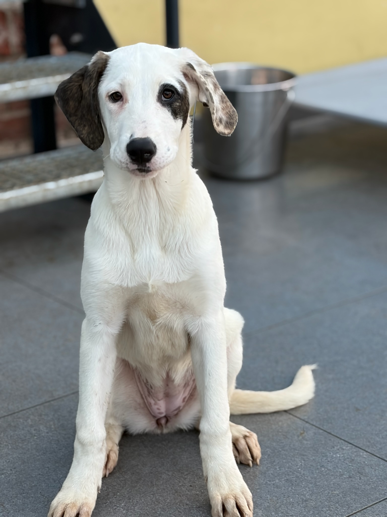 Schubi Zorro Dogsavior Dez25 6