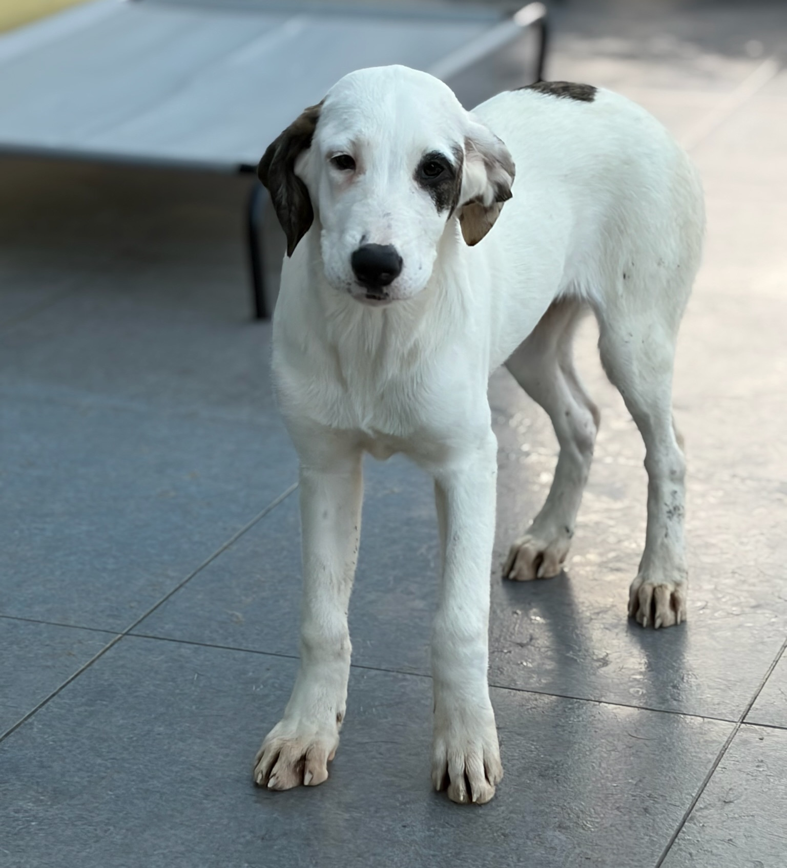 Schubi Zorro Dogsavior Dez25 7