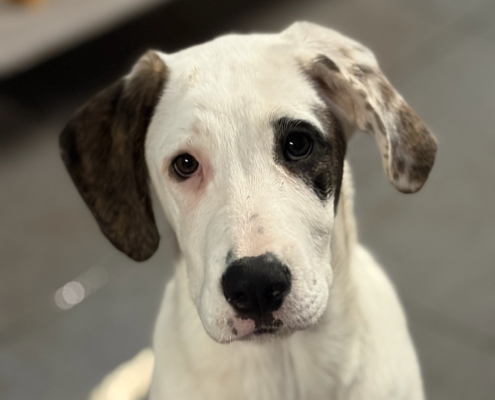 Schubi Zorro Dogsavior Dez25 Beitragsbild