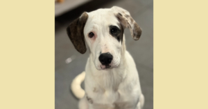 Schubi Zorro Dogsavior Dez25 Social Media