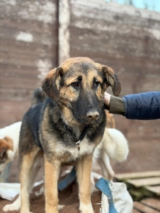 Sissy Zorro Dogsavior Dez25 1