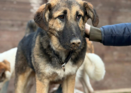 Sissy Zorro Dogsavior Dez25 Beitragsbild