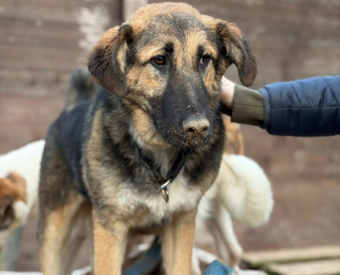 Sissy Zorro Dogsavior Dez25 Beitragsbild