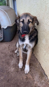 Sissy Zorro Dogsavior Nov25 1