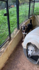 Sissy Zorro Dogsavior Nov25 2