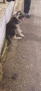 Sissy Zorro Dogsavior Nov25 3