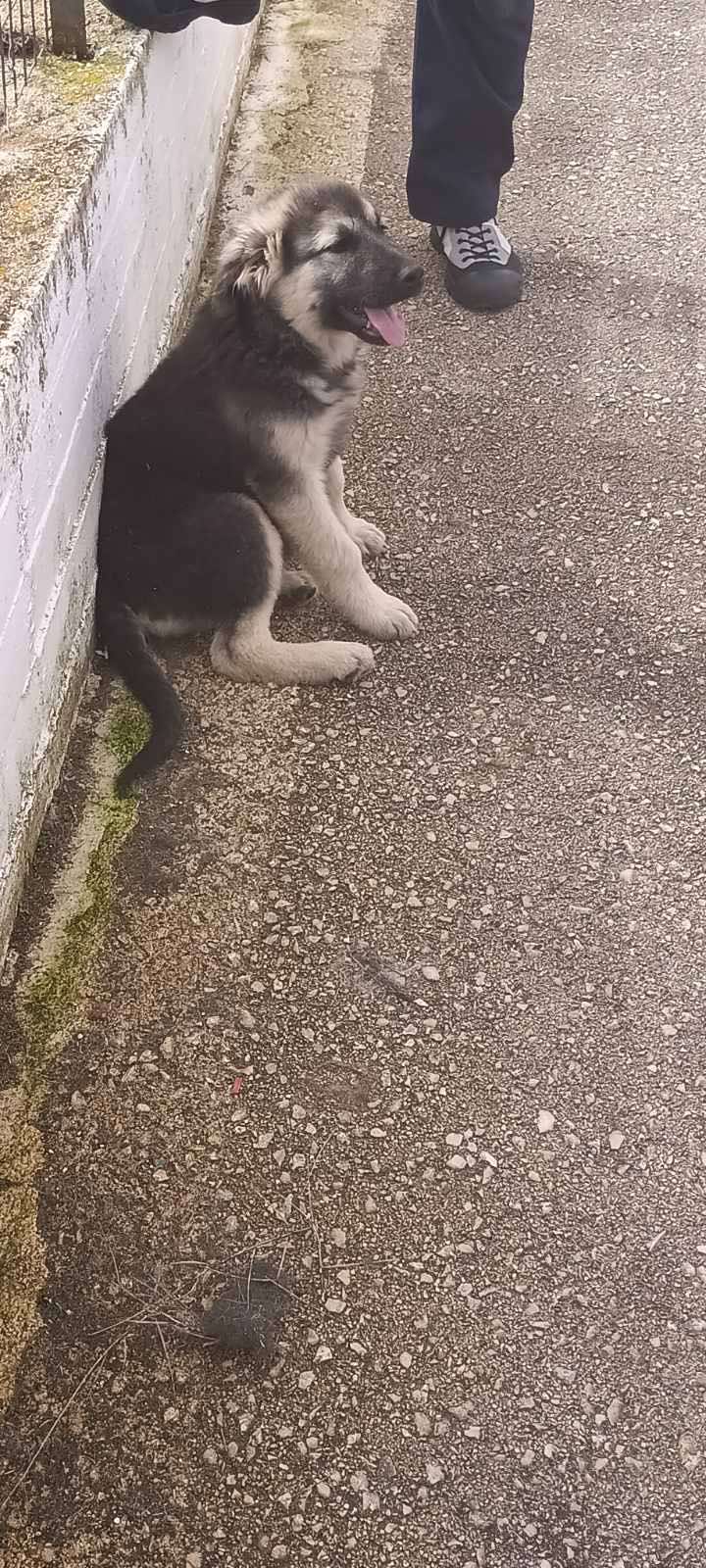 Sissy Zorro Dogsavior Nov25 3