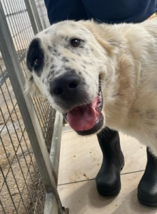 Sofia Zorro Dogsavior Nov25 1