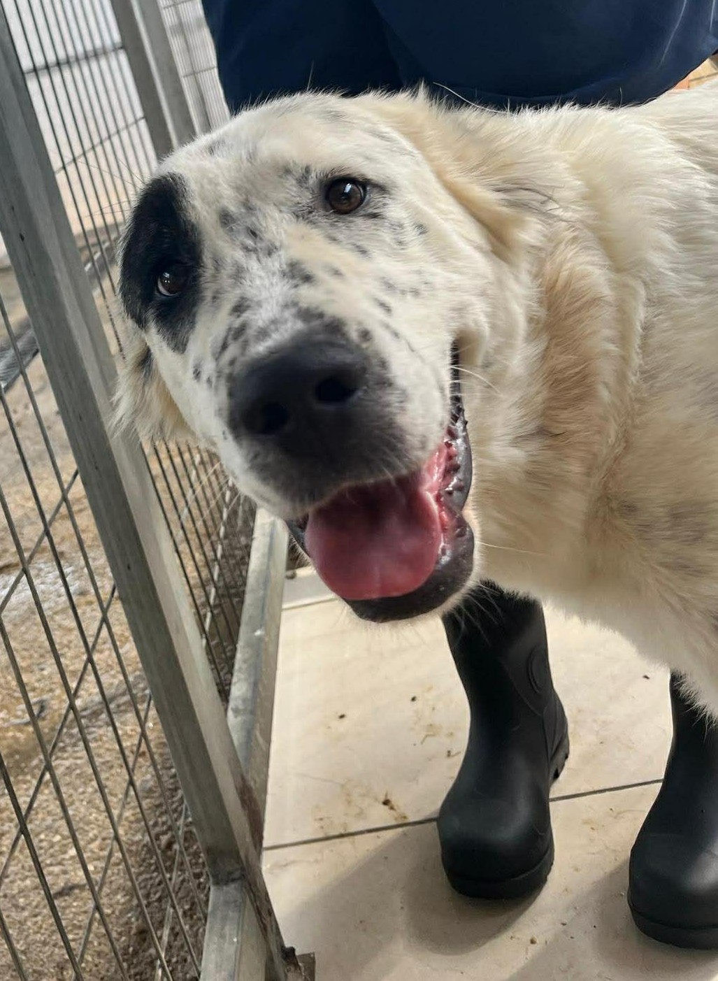 Sofia Zorro Dogsavior Nov25 1