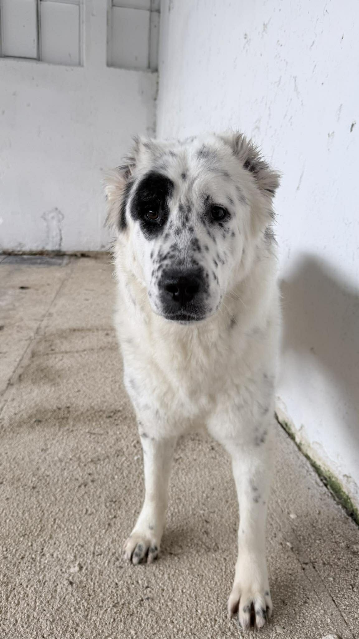 Sofia Zorro Dogsavior Nov25 2