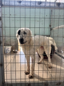 Sofia Zorro Dogsavior Nov25 3