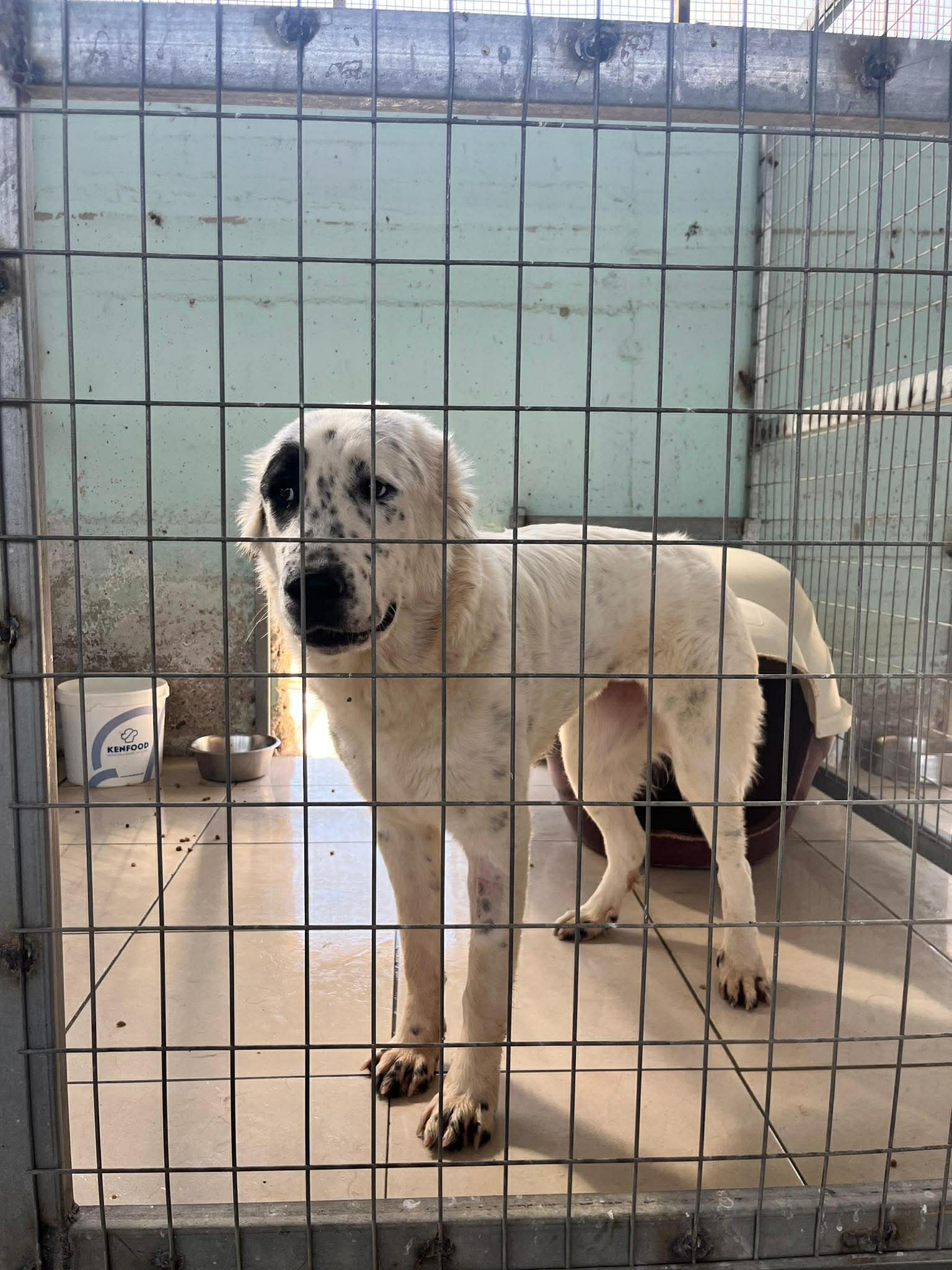 Sofia Zorro Dogsavior Nov25 3