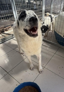 Sofia Zorro Dogsavior Nov25 4