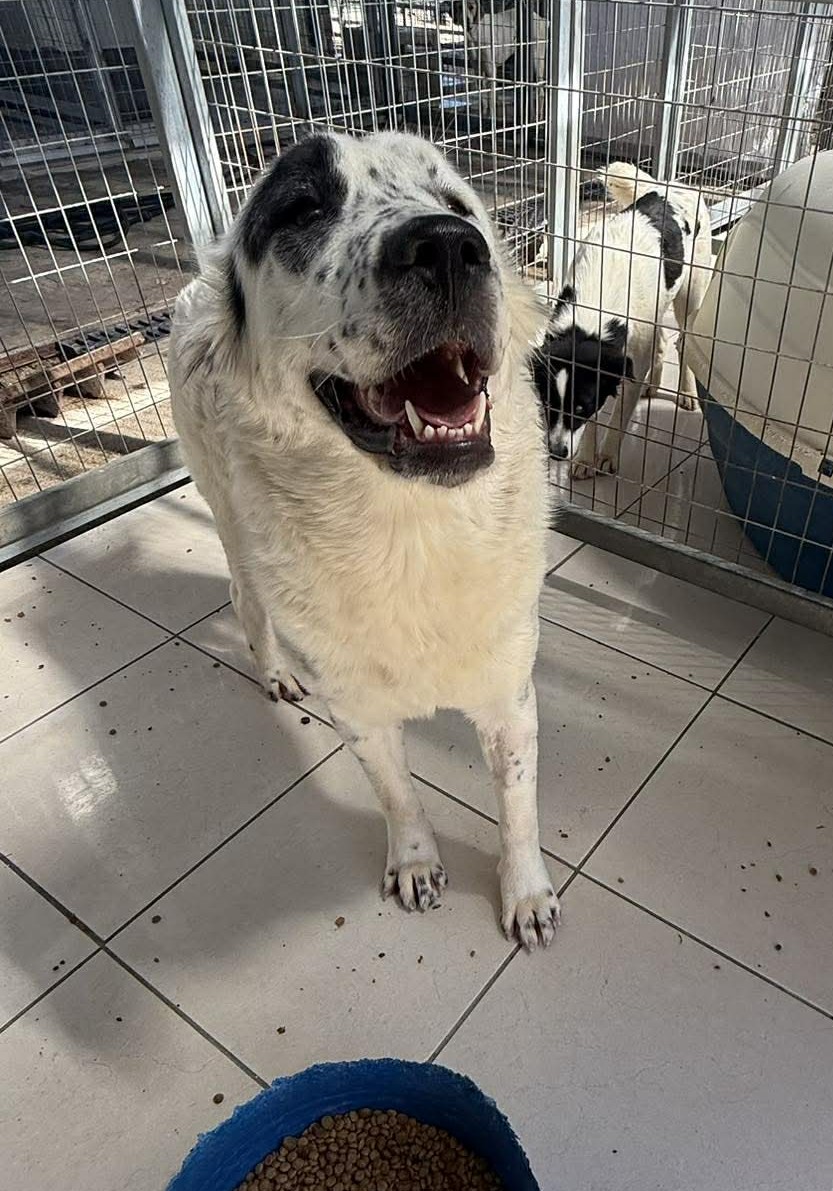 Sofia Zorro Dogsavior Nov25 4