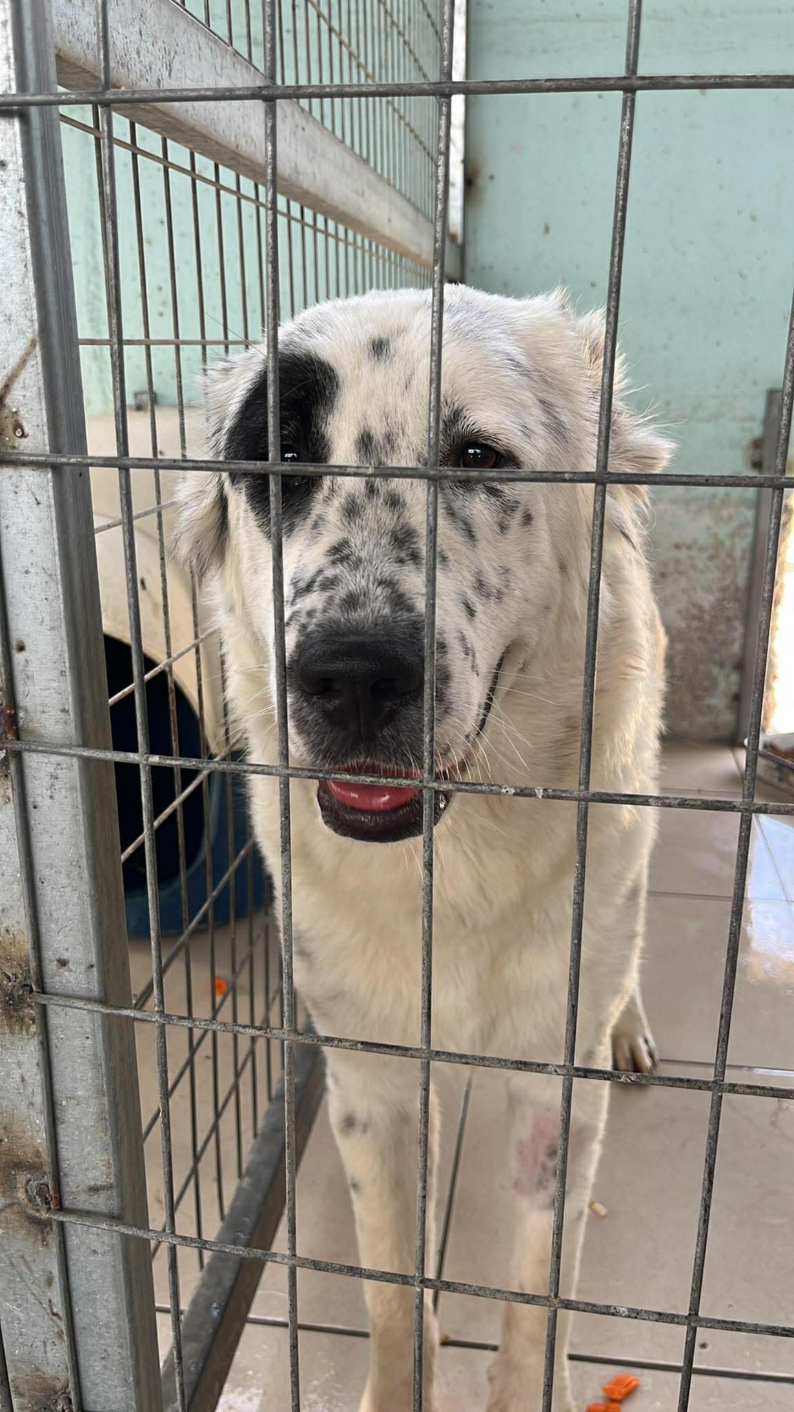 Sofia Zorro Dogsavior Nov25 5