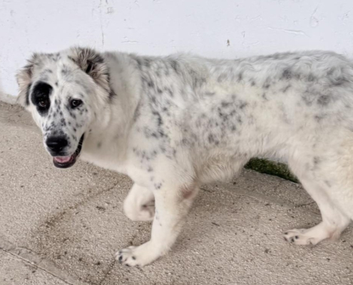 Sofia Zorro Dogsavior Nov25 Beitragsbild