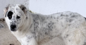 Sofia Zorro Dogsavior Nov25 SocialMedia