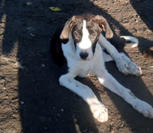 Soula Zorro Dogsavior Dez25 1